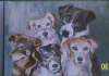 Hunde
